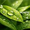 ecodry logosu